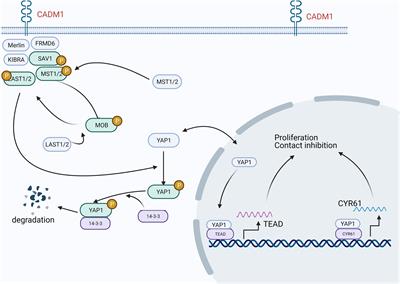 Functional and Clinical Characteristics of Cell Adhesion Molecule CADM1 in Cancer